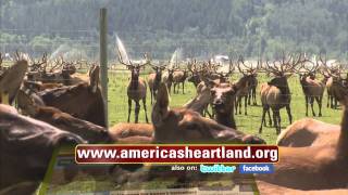 Elk and Bison Ranch - Ranching Round-Up American s Heartland