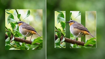 Photoshop Tutorial | Graphic Design | Creative Bird Photo Manipulation in Photoshop 🐦✨.