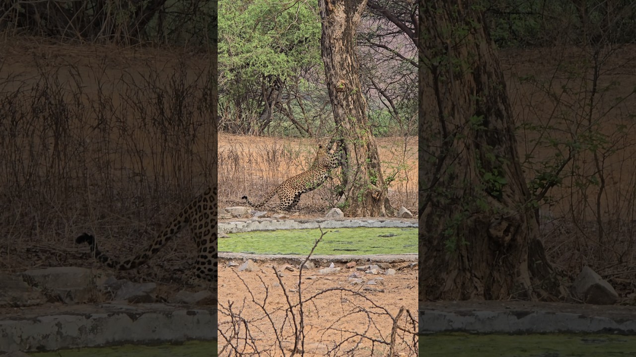 jhalana leopard safari.. 