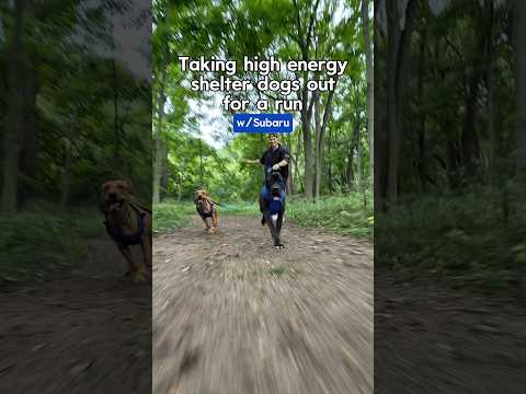 Eric &amp; Joey Take Two Shelter Dogs For Fresh Air and a Run for National Make a Dog's Day