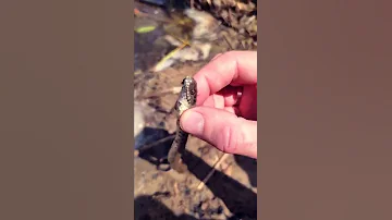 Шахматная змея. Речной уж. Уж водяной .Шахматный уж