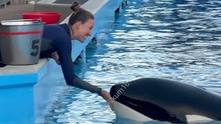 Orca playtime session - Jan 21, 2024 - SeaWorld Orlando by Tilikum16 921 views 2 months ago 8 minutes, 1 second