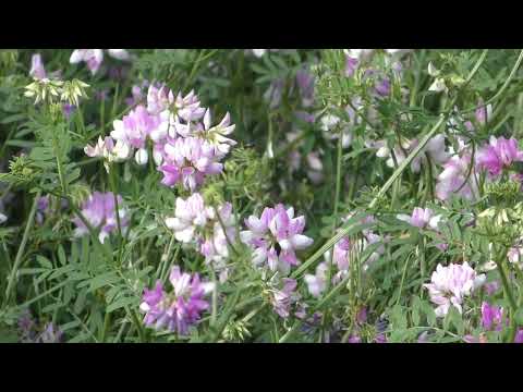 Cieciorka pstra – Coronilla varia L. = Securigera varia (L.) Lassen w fitoterapii, Henryk Różański
