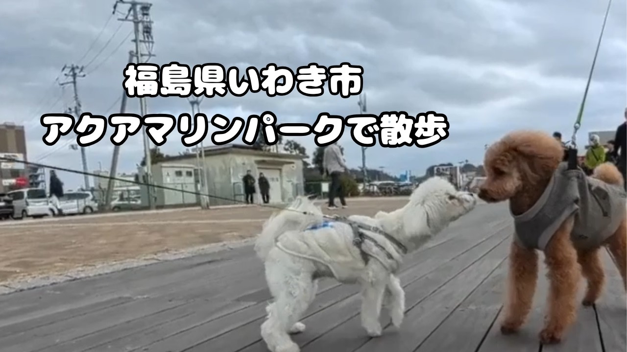 【いわき市】アクアマリンパークで散歩してきたよ🐶