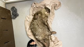 カワウソがお風呂の栓を抜くことを覚えてしまったので自分でタオルドライさせた