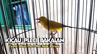 PLECI DAKBAL BELAJAR BUKA PARUH ‼️ Cocok Untuk Terapi Pleci Ombyokan Mu