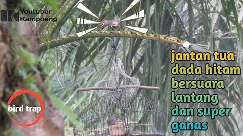 begitu di pasang langsung nyerang || mikat prenjak kepala merah jantan tua istimewah