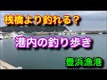 桟橋より釣れる？港内の釣り歩き 豊浜釣り桟橋 豊浜漁港