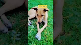 Fancy Pose Of my Cute pet 😍 #pets #dogs #funnyshorts #funnydogs