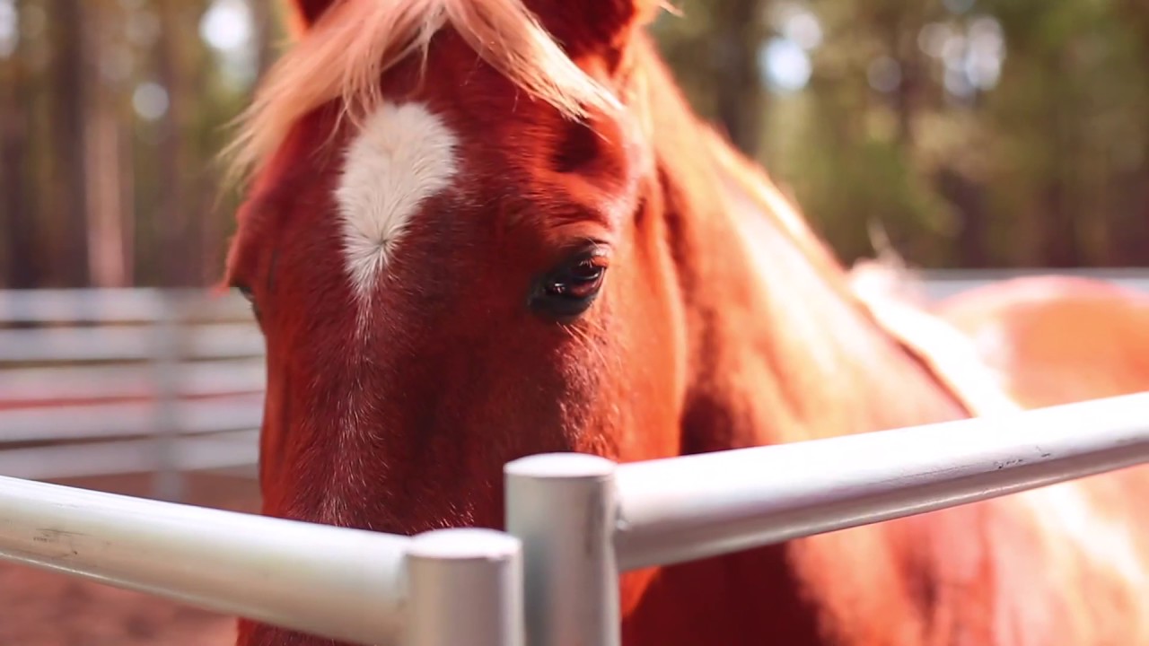 Lake Creek Lodge Horse Boarding YouTube