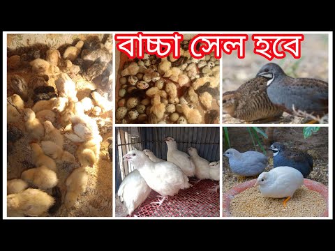 🐣🔥 কিং কোয়েল ও কটার্নিক্স (Coturnix) বাচ্চা সেল হবে | Healthy Quail Chicks | BD Farm