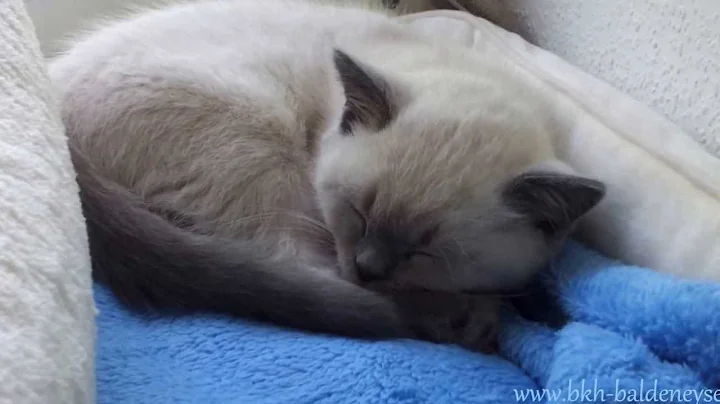 Video 694831: british shorthair blue kitten, british shorthair blue point