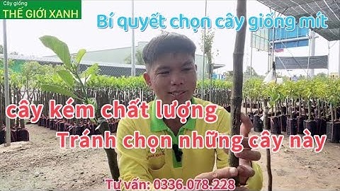 Cách chọn cây giống Mít Ruột Đỏ Xơ Vàng indo - cây giống Thế Giới Xanh