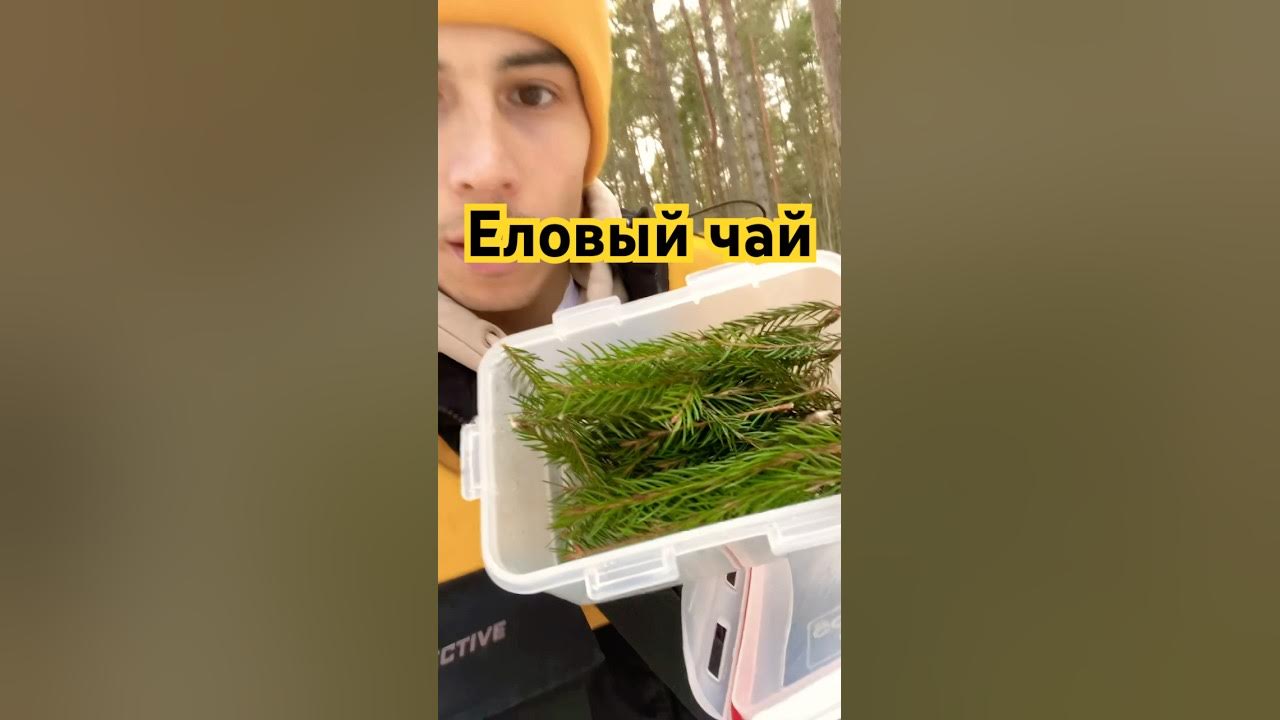 Еловый чай - YouTube