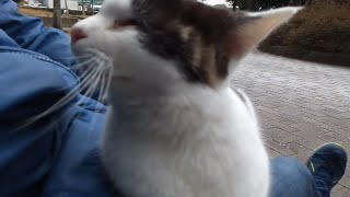 公園猫のダッコちゃんにも「ねこじゃすり」でナデナデ