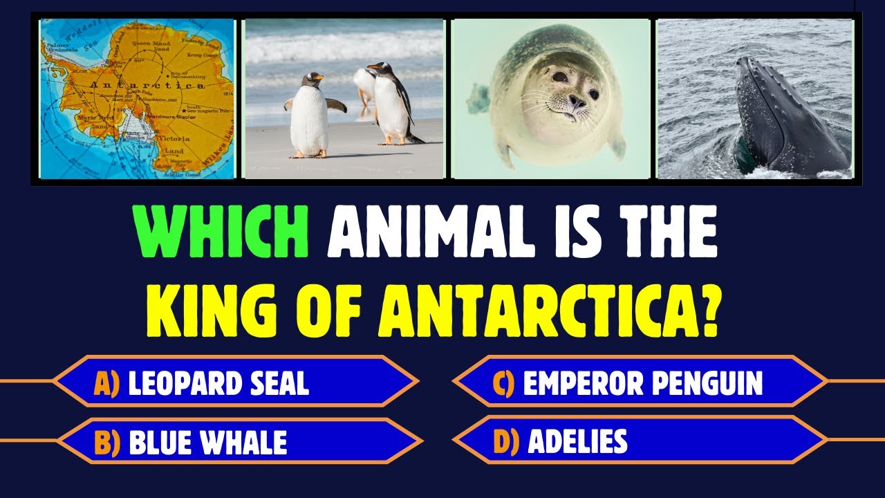Wildlife of Antarctica: Animals in Antarctica❄️🐧🐋