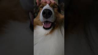 Smartest Shetland Sheepdog #dog #youtubeshorts #shorts #cute #video #animalshorts #subscribe