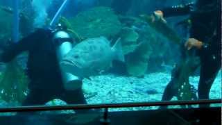 Dubai Mall   Shops, Aquarium, Burj Khalifa und Wasserspiele (Nov 2012)