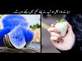 10 Fruits You Never Seen Before Urdu | دنیا کے ایسے پھل جو آپ نے پہلے نہیں دیکھے ہوں گے | Haider Tv
