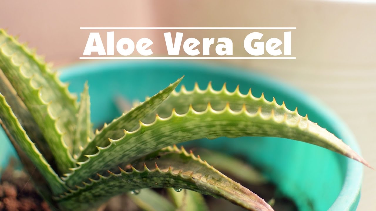 How to Make Aloe Vera Gel at Home YouTube
