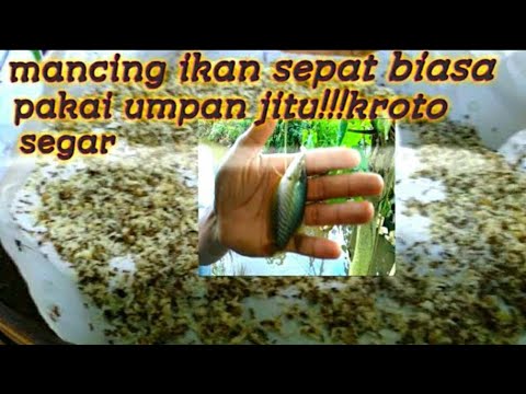 mancing ikan sepat biasa pakai umpan jitu!!! kroto segar