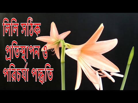 ভিডিও: ক্রিনাম থাই