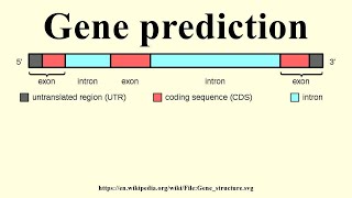 Session 3 P 6 : Gene Prediction