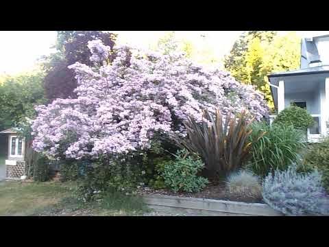 Beauty Bush !