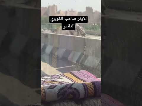 مشكله الادمان اعلى الكباري بشتيل وكل حته في مصر امبابه ماهر المعيقلي حالات قرآن هزاع البلوشي