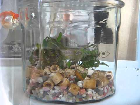 我が家の金魚水槽ベアタンク Youtube 我が家の金魚水槽ベアタンク Youtube