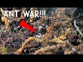 Ant War: Battle Of The Three Armies