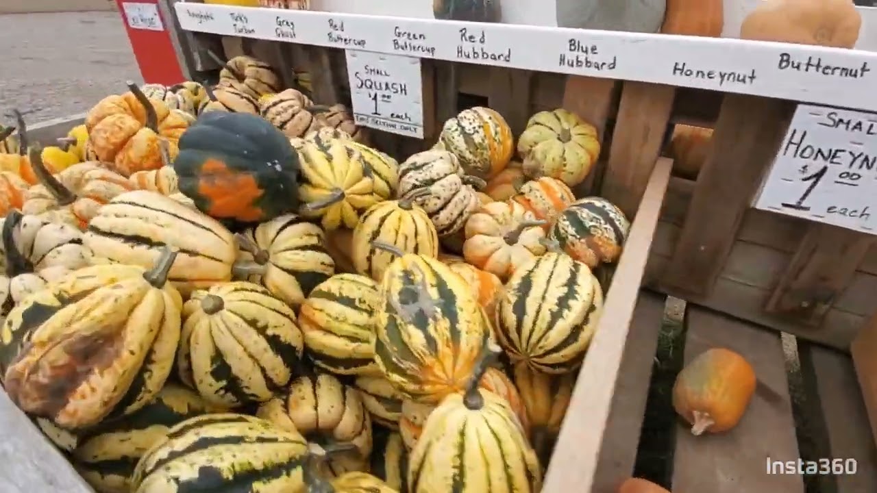 Good Family Pumpkins in Waterloo Ontario. YouTube