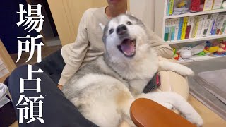 人ダメソファに座る兄を押し退けて場所を奪うも、いなくなると悲しい顔をするシベリアンハスキー