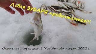 Продолжение очередной рыбалки на Зубастого. Охотском море (залив Мордвинова) март 2022г.
