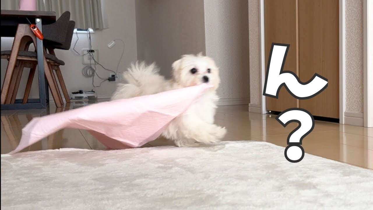 【お迎え2日目】思ってたより元気！自然体で過ごすめいの一日｜子犬Vlog