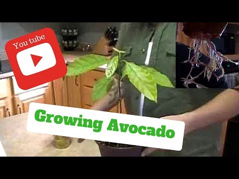 HOW TO GROW AVOCADO TREES FROM SEEDS ON THE FIRST TRY !