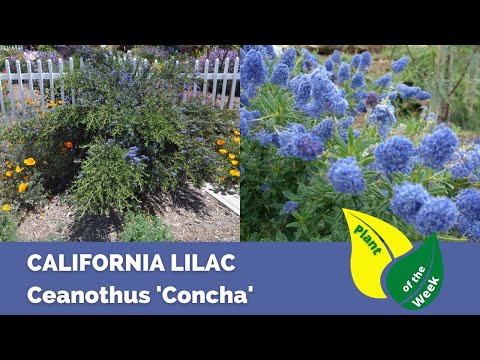 Video: Thông tin vềCeanothus Bush - Tìm hiểu về cách trồng Ceanothus Soapbush