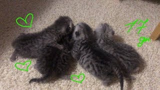 Самые Красивые Котята -17 дней Самые Красивые Котята -17 дней