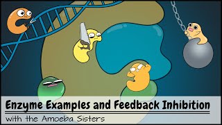 Enzyme Examples, Cofactors/Coenzymes, Inhibitors, and Feedback Inhibition