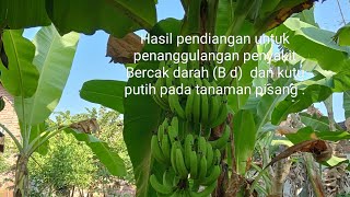 Hasil penanggulangan penyakit bercak darah (Bd) dan kutu putih.#mulyanto SPP-SPMA.#petani tangguh.