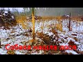 Охота на лося с лайкой загоном и с подхода. Собака нашла лося.Moose Hunting