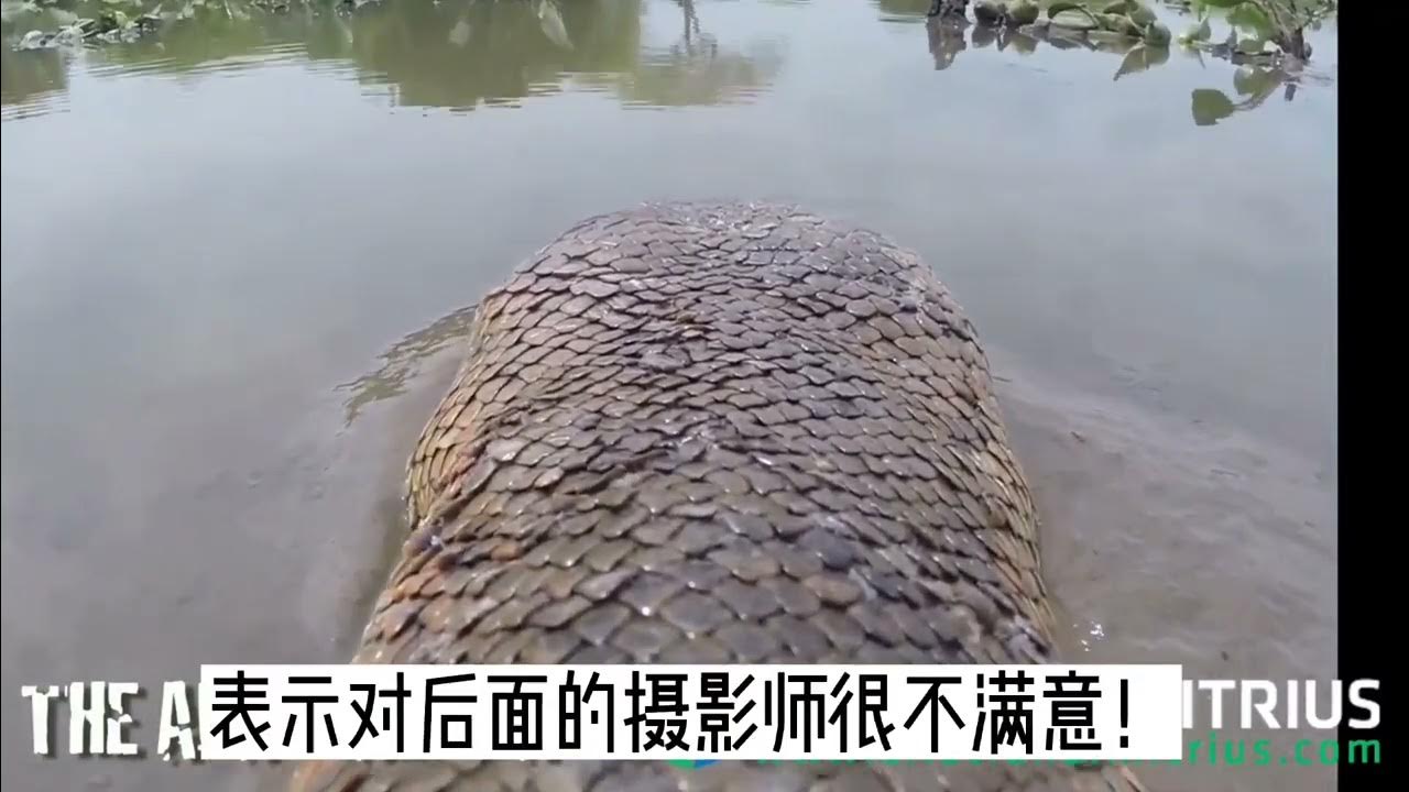 Titan python appears in swamp！泰坦巨蟒出现！ - YouTube
