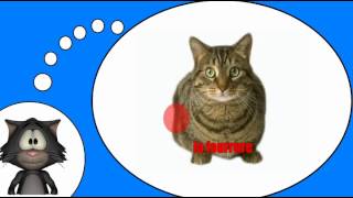 Курсы французского языка = Кошка # 2 Курсы французского языка = Кошка # 2