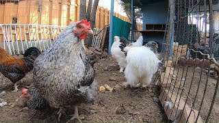 Backyard Chickens 10 Hours Relaxing Chicken Sounds Video Hens Clucking Roosters Crowing! screenshot 3