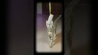 Cat playing with cardboard roll
