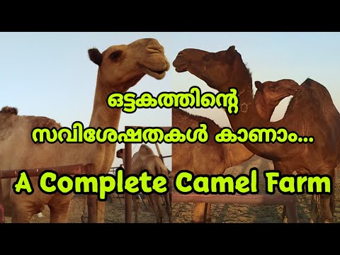 Camel farm,Desert life| മരുഭൂമിയിലെ ഒട്ടകം ഫാം |Camel Specilities Malayalam