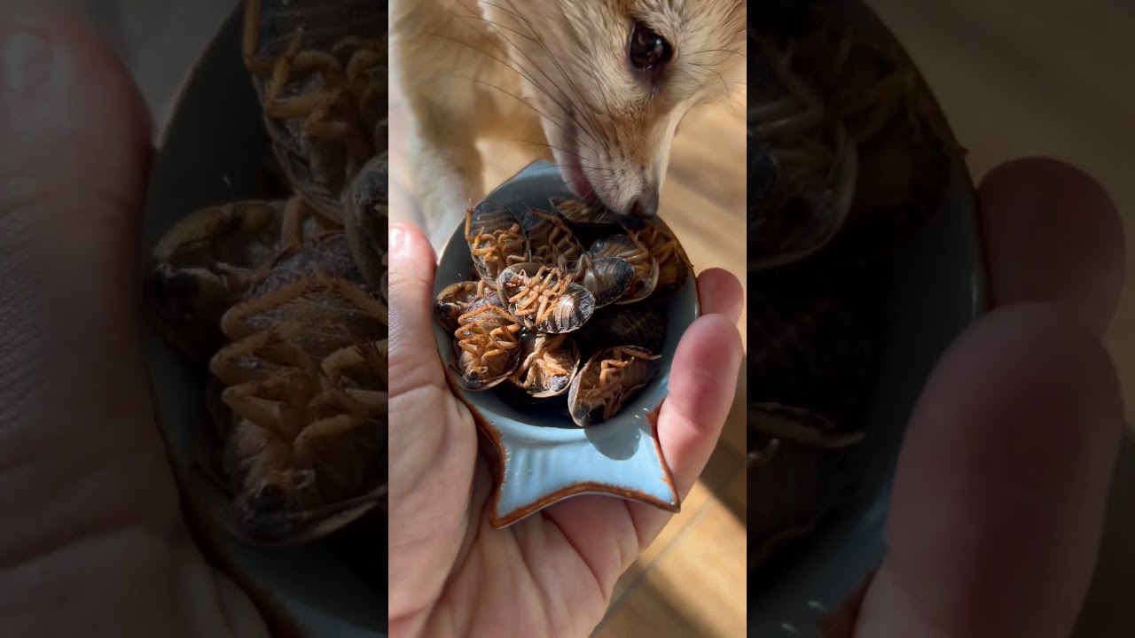 #fennec #foxy #desertfox #fox