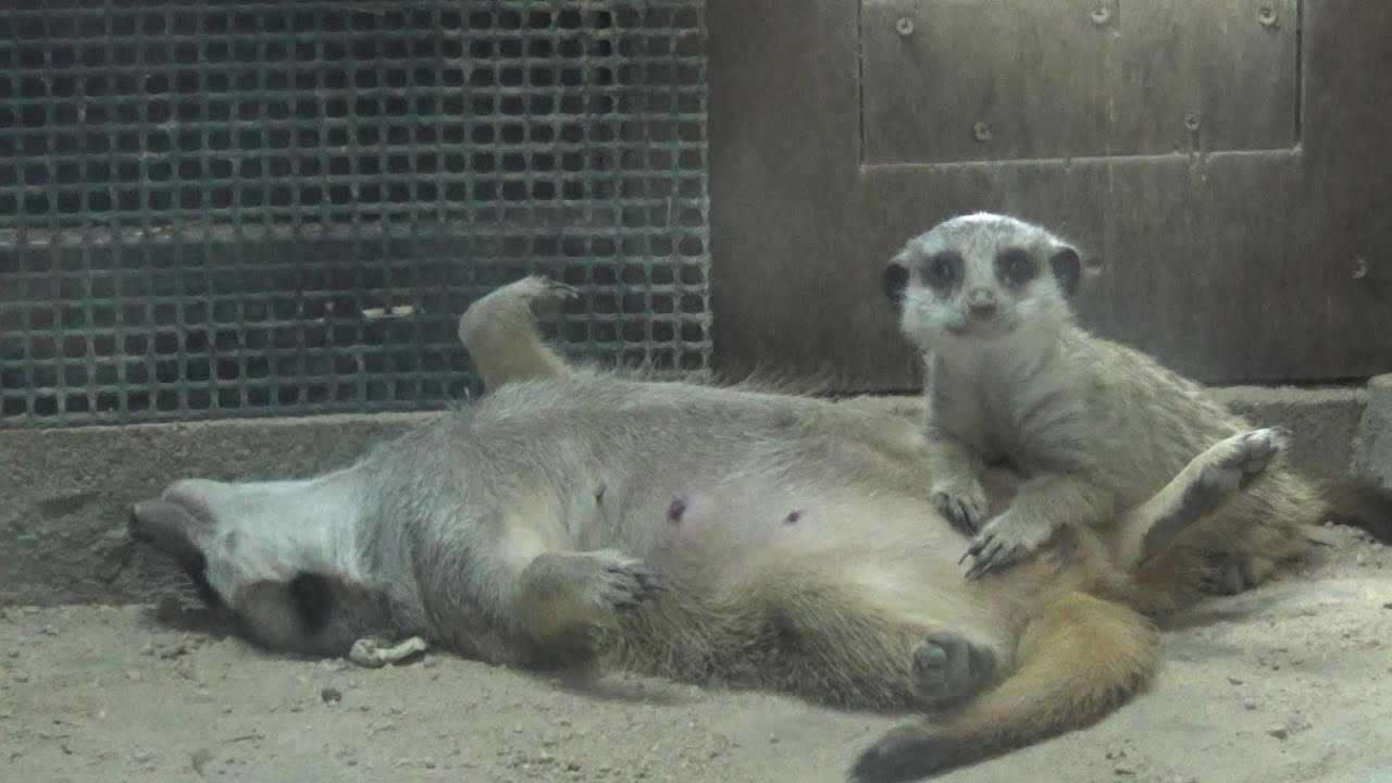 ミーアキャット可愛い❤ Cute meerkat #188 【Cute animal videos