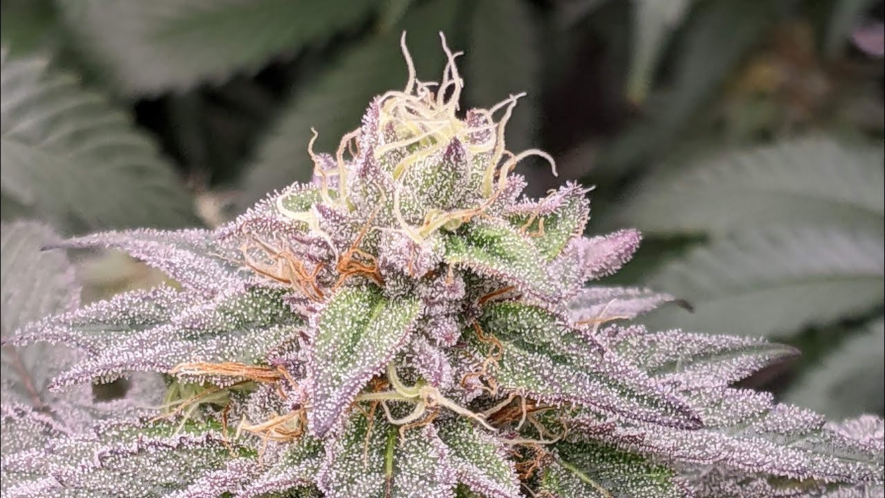 Organic Cannabis Grow Ethos Genetics In House Genetics Water Only Top Shelf Cannabis