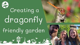 How to create a dragonfly friendly garden